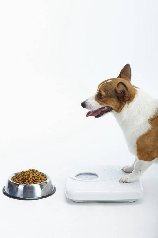 无人,站,竖图,室内,白天,白色背景,侧面,仪器,宠物,狗,金属制品,阴影,反射,金属,影子,生活,柯基犬,威尔士柯基犬,狗绳,注视,踩,一个,一只,动物,容器,绳子,碗,踩着,观察,看,站着,健康,可爱,摄影,影棚,牧羊犬,单个,观看,储藏,绳索,察看,衡量,体重,储存,关注,计量,狗链,牵引绳,忠诚,衡器,健康秤,秤,体重秤,项圈,犬,站立,半身,彩图,影棚拍摄,拍摄,狗碗,狗链子,狗项圈,贮存