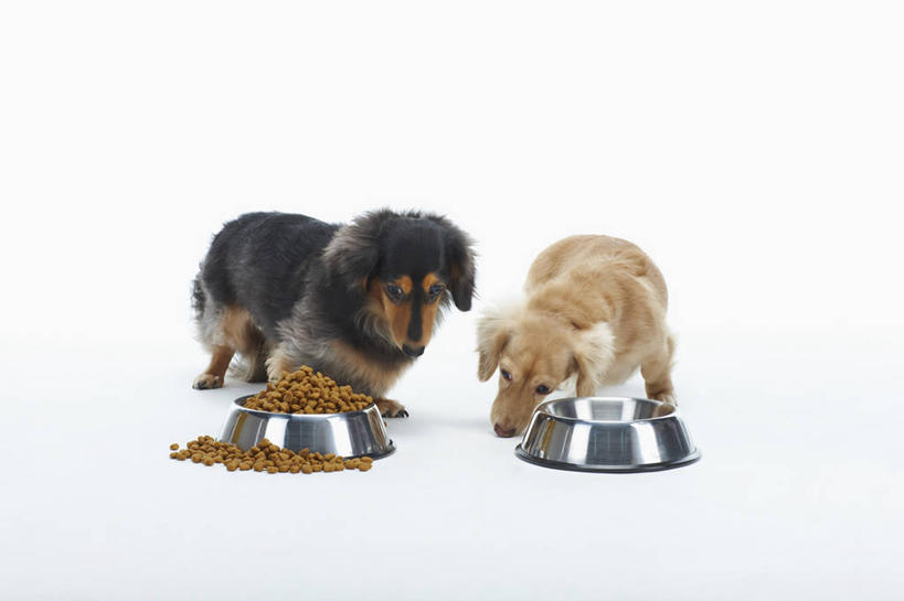 无人,站,吃,横图,室内,白天,白色背景,正面,宠物,狗,金属制品,阴影,反射,金属,腊肠犬,影子,食品,褐色,迷你腊肠犬,营养,注视,腊肠狗,食物,两个,黑色,动物,容器,碗,观察,看,站着,两只,可爱,摄影,影棚,观看,储藏,察看,狗粮,储存,关注,饲料,忠诚,迷你腊肠狗,犬,嚼,食,站立,彩图,全身,影棚拍摄,拍摄,犬粮,狗碗,贮存