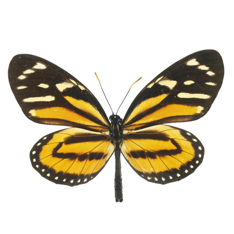 无人,竖图,室内,白天,白色背景,正面,蝴蝶,伸展,张开,展翅,翅膀,昆虫,褐色,一只,黄色,动物,摄影,影棚,益虫,张开翅膀,展开翅膀,彩图,全身,影棚拍摄,拍摄