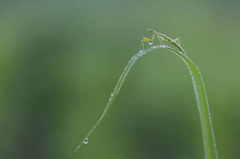 无人,站,横图,室外,特写,白天,侧面,水,叶子,阴影,朦胧,模糊,光线,昆虫,螳螂,液体,影子,水滴,绿叶,一只,绿色,阳光,动物,站着,嫩叶,刀螂,益虫,大刀螂,叶,叶片,站立,彩图,全身