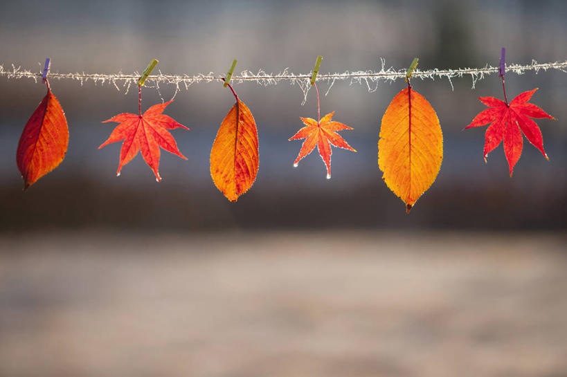 无人,横图,室外,特写,白天,正面,秋季,水,露水,叶子,许多,朦胧,模糊,透明,麻绳,液体,水滴,枫叶,枯叶,落叶,很多,水珠,黄色,红色,绳子,露珠,橙色,生机,枫树叶,绳索,剔透,灵动,通明,叶,叶片,秋,秋天,彩图,晶莹