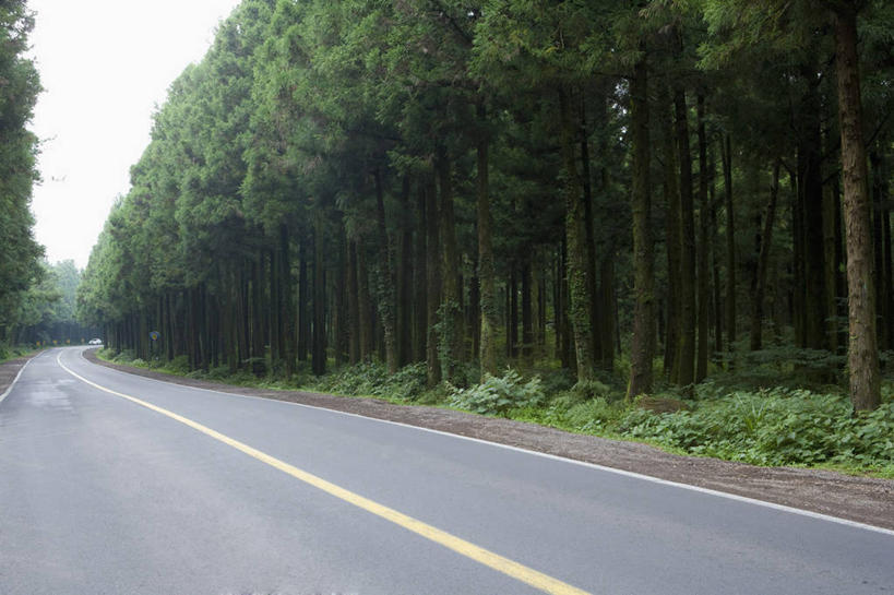 无人,横图,室外,白天,正面,旅游,度假,草地,草坪,美景,树林,植物,道路,路,指示牌,公路,阴影,曲折,弯曲,光线,标志,文字,影子,景观,分界线,停车线,交通,娱乐,标识,草,树,树木,一个,黄色,绿色,天空,阳光,自然,天,享受,休闲,景色,放松,蜿蜒,生长,单个,成长,车行道,车行道分界线,自然风光,标线,车行线,常绿树,马路,针叶树,彩图,软材