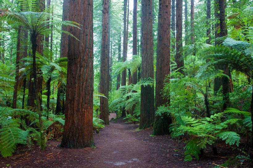 无人,横图,室外,白天,正面,旅游,度假,草地,草坪,美景,树林,植物,新西兰,阴影,光线,影子,景观,娱乐,草,树,树木,绿色,阳光,自然,享受,休闲,景色,放松,生长,成长,自然风光,大洋洲,纽西兰,长白云之乡,新西兰北岛,罗托鲁阿,罗托鲁瓦,彩图