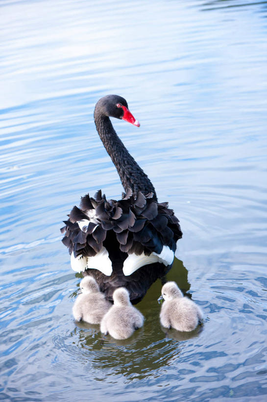 游泳,无人,竖图,俯视,室外,白天,旅游,度假,湖,湖泊,美景,水,鸟,野生动物,天鹅,法国,欧洲,四只,阴影,波纹,光线,鸟类,影子,湖面,景观,水流,水面,注视,娱乐,水纹,阳光,自然,动物,波浪,湖水,观察,看,享受,休闲,景色,放松,可爱,观看,察看,西欧,关注,法兰西,自然风光,法兰西共和国,法兰西第五共和国,泅水,黑天鹅,拍浮,南部.比利牛斯,南部.比利牛斯大区,塔恩省,鹄,彩图,高角度拍摄,全身