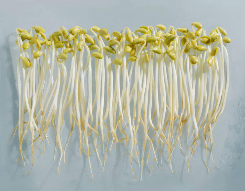 无人,横图,俯视,室内,特写,白天,餐桌,桌子,蔬菜,一排,许多,阴影,蓝色背景,新鲜,整齐,反射,影子,豆芽,黄豆芽,食品,很多,食物,排列,蓝色,摄影,有机食品,绿色食品,影棚,餐台,队列,豆芽菜,芽苗菜,彩图,高角度拍摄,影棚拍摄,拍摄