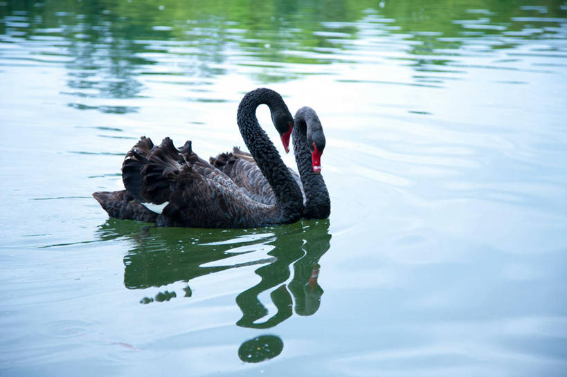 游泳,无人,横图,俯视,室外,白天,旅游,度假,湖,湖泊,美景,水,鸟,野生动物,天鹅,阴影,波纹,光线,鸟类,影子,湖面,景观,水流,水面,注视,娱乐,黑色,倒影,水纹,阳光,自然,动物,波浪,湖水,观察,看,两只,享受,休闲,景色,放松,可爱,观看,察看,倒映,关注,自然风光,泅水,黑天鹅,反照,拍浮,鹄,彩图,高角度拍摄,全身