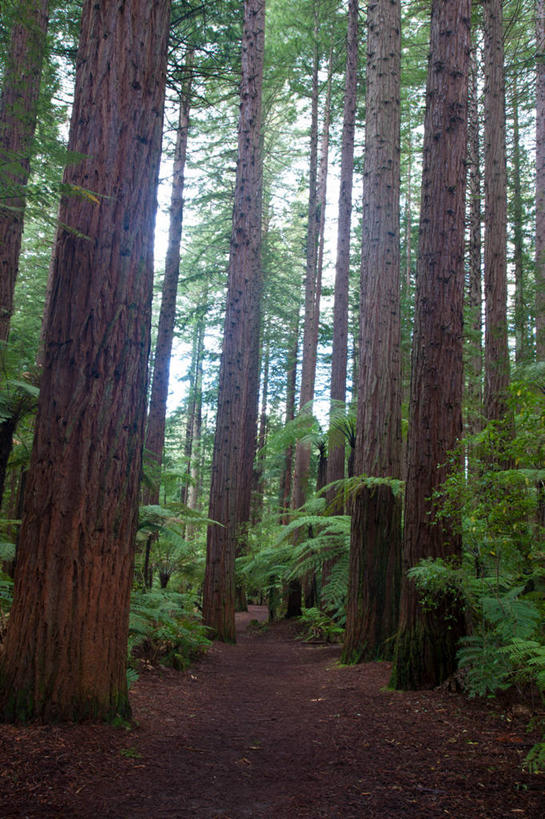 无人,竖图,室外,白天,仰视,旅游,度假,草地,草坪,美景,树林,植物,新西兰,阴影,光线,影子,景观,娱乐,草,树,树木,绿色,阳光,自然,享受,休闲,景色,放松,生长,成长,自然风光,大洋洲,纽西兰,长白云之乡,新西兰北岛,罗托鲁阿,罗托鲁瓦,彩图,低角度拍摄