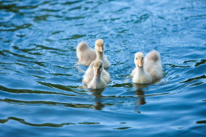 游泳,无人,横图,俯视,室外,白天,旅游,度假,湖,湖泊,美景,水,鸟,法国,欧洲,三只,阴影,波纹,飞溅,朦胧,模糊,溅,光线,鸟类,鸭,液体,影子,湖面,景观,水滴,水流,水面,娱乐,家禽,水珠,水纹,阳光,自然,动物,船尾波,波浪,湖水,享受,休闲,景色,放松,牲畜,西欧,喷洒,法兰西,自然风光,法兰西共和国,法兰西第五共和国,泅水,拍浮,南部.比利牛斯,南部.比利牛斯大区,塔恩省,彩图,高角度拍摄,全身