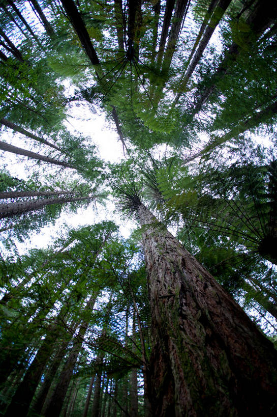 无人,竖图,室外,白天,仰视,旅游,度假,美景,森林,树林,植物,阴影,光线,影子,景观,娱乐,树,树木,绿色,阳光,自然,享受,休闲,景色,放松,生长,成长,自然风光,常绿树,针叶树,彩图,低角度拍摄,软材