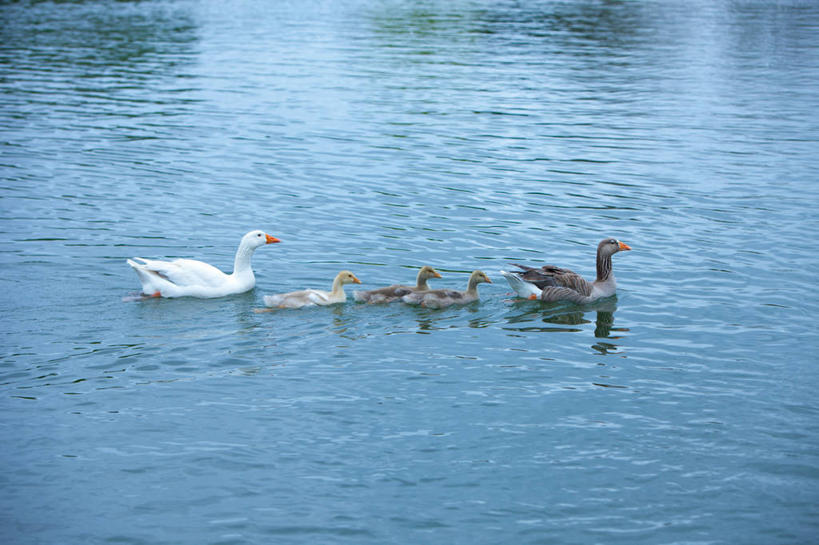 游泳,无人,横图,俯视,室外,白天,旅游,度假,湖,湖泊,美景,水,鸟,法国,欧洲,阴影,波纹,飞溅,溅,光线,鸟类,鸭,液体,影子,湖面,景观,水滴,水流,水面,注视,娱乐,家禽,水珠,水纹,阳光,自然,动物,船尾波,波浪,湖水,观察,看,享受,休闲,景色,放松,牲畜,五只,观看,察看,西欧,关注,喷洒,法兰西,自然风光,法兰西共和国,法兰西第五共和国,泅水,拍浮,南部.比利牛斯,南部.比利牛斯大区,塔恩省,彩图,高角度拍摄,全身