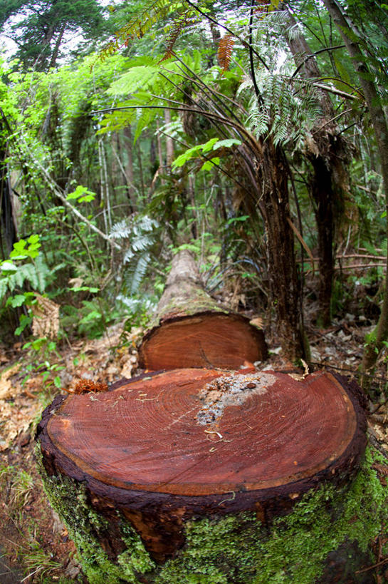 无人,竖图,室外,白天,正面,旅游,度假,草地,草坪,美景,树林,植物,新西兰,阴影,朦胧,模糊,光线,影子,圆环,圆圈,景观,年轮,娱乐,草,树,树木,绿色,阳光,自然,享受,休闲,景色,放松,生长,成长,年龄,环状,自然风光,大洋洲,纽西兰,周期,长白云之乡,新西兰北岛,年数,罗托鲁阿,罗托鲁瓦,彩图