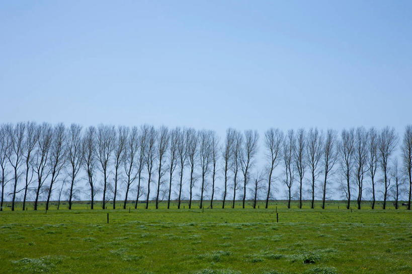 无人,横图,室外,白天,正面,旅游,度假,草地,草坪,美景,植物,一排,阴影,整齐,光线,影子,景观,娱乐,草,树,树木,排列,蓝色,绿色,蓝天,天空,阳光,自然,天,享受,休闲,景色,放松,生长,晴朗,成长,杨树,队列,自然风光,银白杨,万里无云,晴空,晴空万里,彩图