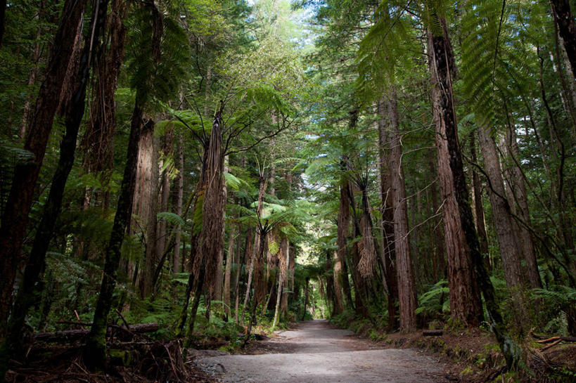 无人,横图,室外,白天,消失点,仰视,旅游,度假,草地,草坪,美景,树林,植物,道路,路,新西兰,阴影,光线,影子,景观,小路,交通,娱乐,草,树,树木,绿色,阳光,自然,享受,休闲,景色,放松,生长,成长,自然风光,大洋洲,纽西兰,长白云之乡,新西兰北岛,罗托鲁阿,罗托鲁瓦,彩图,低角度拍摄,没影点,灭点