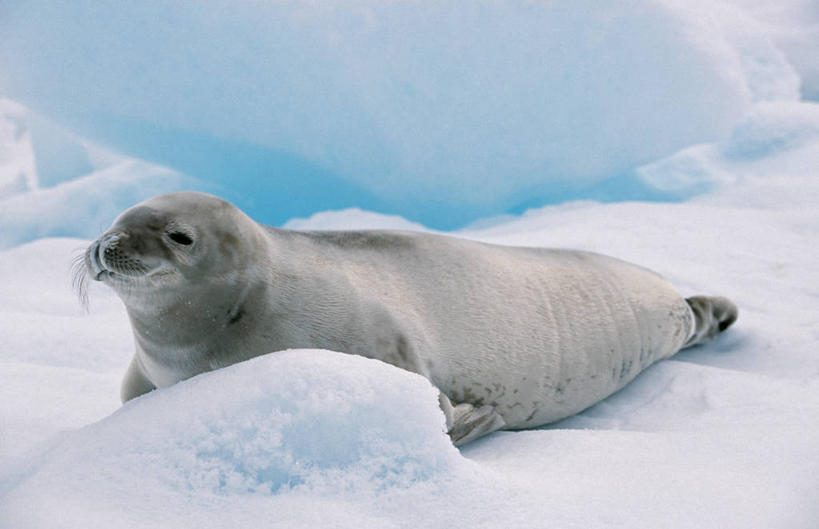 无人,躺,横图,室外,白天,南极,雪,哺乳动物,海豹,野生动物,冰,冬天,冰川,蓝色,白色,灰色,自然,动物,寒冷,摄影,脚蹼,南极洲,食蟹海豹,南设得兰群岛,休闲活动,彩图