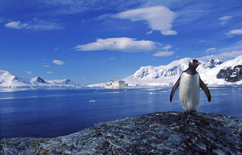无人,横图,探险,企鹅,野生动物,智利,一群,许多,雕像,很多,摄影,纪念,留念,气候,怀念,探险家,南设得兰群岛,象岛,彩图,名声