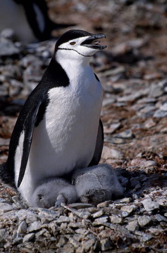 无人,竖图,哺乳动物,企鹅,野生动物,一群,许多,鸟类,很多,自然,动物,摄影,幽默,考古学,南极洲,南设得兰群岛,彩图