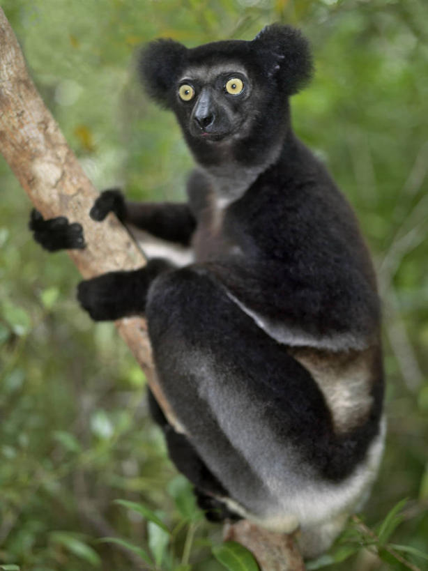 无人,竖图,室外,森林,哺乳动物,猴,野生动物,猴子,非洲,马达加斯加,自然,动物,可爱,摄影,活泼,考古学,国家公园,狐猴,灵长目,阿非利加洲,野生动物保护区,马达加斯加共和国,自然保护区,濒危物种,大狐猴,原狐猴,彩图,人老心不老,雨林