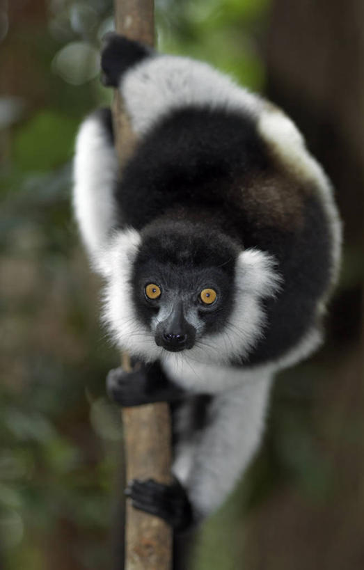 无人,跳,竖图,室外,森林,哺乳动物,猴,野生动物,猴子,非洲,马达加斯加,树,自然,动物,可爱,摄影,活泼,考古学,国家公园,狐猴,灵长目,阿非利加洲,野生动物保护区,马达加斯加共和国,自然保护区,濒危物种,彩图,舞蹈,雨林