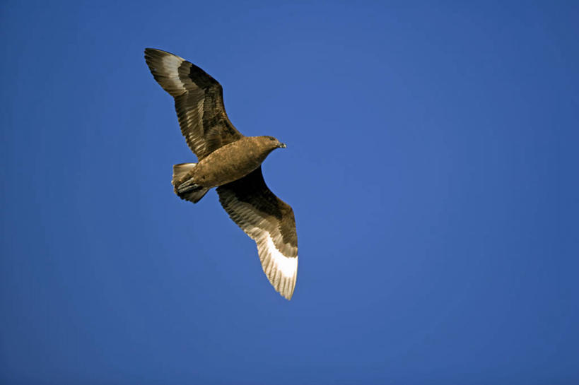 无人,横图,室外,海鸟,海鸥,鸟,野生动物,透明,鸟类,捕食,飞,蓝色,天空,自然,摄影,气象,气候,南极洲,贼鸥,南极半岛,彩图,西南极洲,半岛,南冰洋