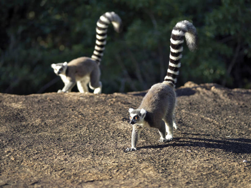 无人,横图,室外,森林,哺乳动物,野生动物,猴子,非洲,马达加斯加,条纹,尾巴,树,自然,动物,戒指,摄影,考古学,国家公园,狐猴,灵长目,环尾狐猴,野生动物保护区,自然保护区,濒危物种,彩图,弱点