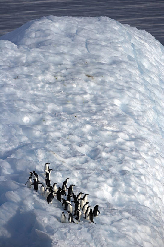 无人,竖图,室外,冰山,海洋,水,海鸟,鸟类,冰,自然,摄影,气象,气候,南极洲,阿黛利企鹅,南极半岛,彩图,西南极洲,半岛,南冰洋,南极湾,淡水