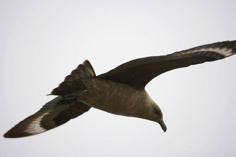 无人,横图,室外,海鸟,海鸥,鸟,野生动物,透明,鸟类,捕食,飞,蓝色,天空,自然,摄影,气象,气候,南极洲,贼鸥,南极半岛,彩图,西南极洲,半岛,南冰洋