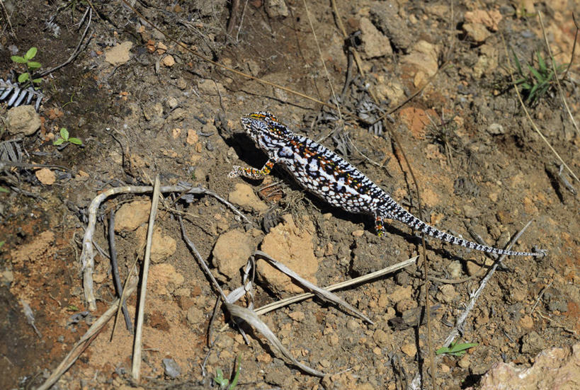 无人,横图,彩色,室外,森林,变色龙,野生动物,蜥蜴,非洲,马达加斯加,枝,自然,动物,摄影,五颜六色,色彩斑斓,考古学,五彩缤纷,伪装,五彩斑斓,五光十色,彩图,雨林