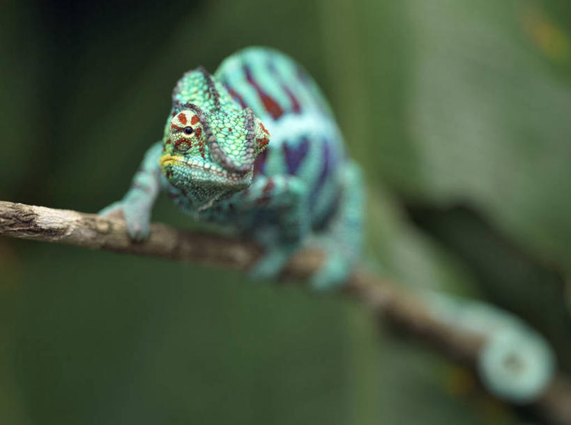 无人,横图,彩色,室外,森林,变色龙,野生动物,蜥蜴,非洲,马达加斯加,枝,绿色,自然,动物,摄影,五颜六色,色彩斑斓,考古学,五彩缤纷,伪装,五彩斑斓,豹纹变色龙,五光十色,彩图,雨林