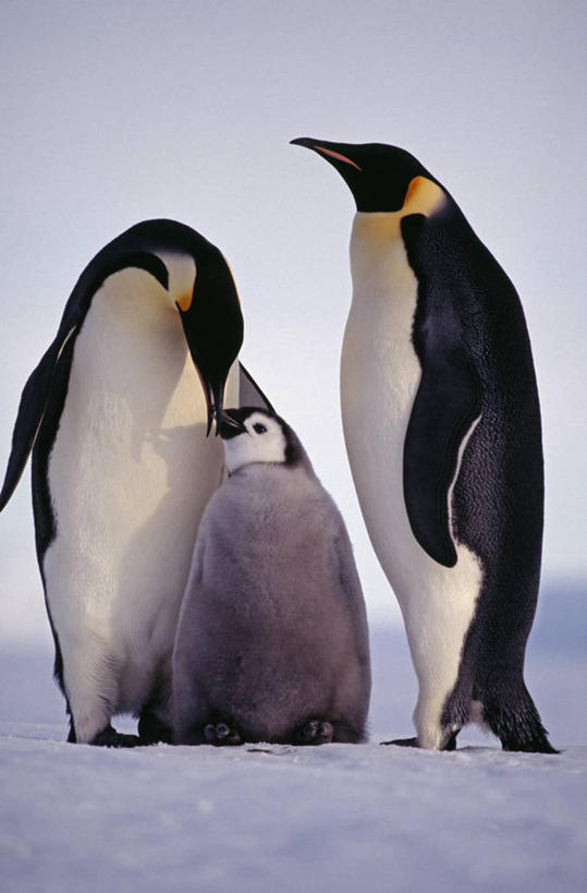 婴儿,无人,竖图,室外,南极,雪,哺乳动物,企鹅,野生动物,羽毛,鸟类,冰,小鸟,架子,动物,摄影,保护,南极洲,皇企鹅,威德尔海,彩图,南冰洋