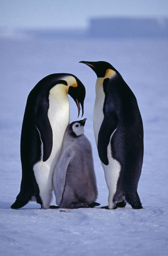 婴儿,无人,竖图,室外,南极,雪,哺乳动物,企鹅,野生动物,羽毛,鸟类,冰,小鸟,架子,动物,摄影,保护,南极洲,皇企鹅,威德尔海,彩图,南冰洋