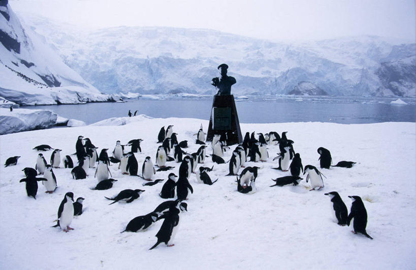 无人,横图,冰山,海鸟,企鹅,野生动物,一群,许多,冰,很多,冰川,动物,寒冷,可爱,摄影,活泼,纪念,留念,气候,帽带企鹅,南极洲,怀念,胡须企鹅,颊带企鹅,象岛,彩图