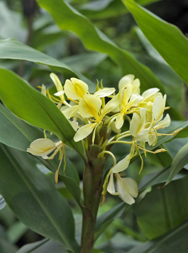 无人,竖图,室外,非洲,马达加斯加,野花,花,黄色,自然,摄影,国家公园,脆弱,彩图