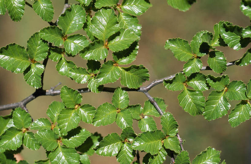 无人,竖图,城市,阿根廷,木制,古典,南美,摄影,脆弱,问候,作画,交通标志,方向标,忠告,火地群岛,木工,彩图,美人