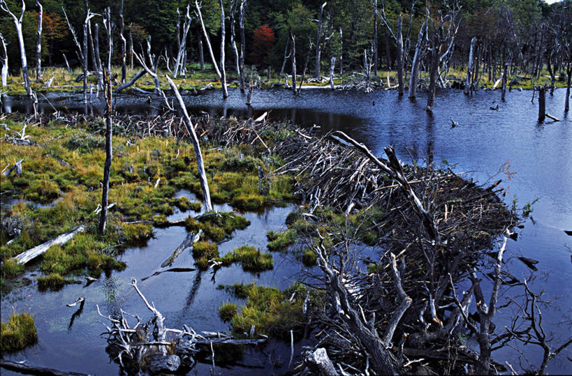 无人,横图,室外,湖,水,阿根廷,水坝,树,自然,南美,摄影,国家公园,海狸,水力发电,火地群岛,彩图