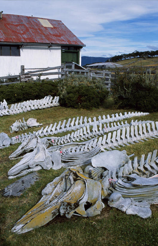 无人,横图,室外,风,阿根廷,曲折,弯曲,地形,树,风景,自然,南美,摄影,蜿蜒,拉丁美洲,火地群岛,彩图,好奇心