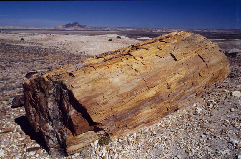 无人,横图,室外,森林,阿根廷,化石,地形,树,树干,南美,摄影,干的,彩图