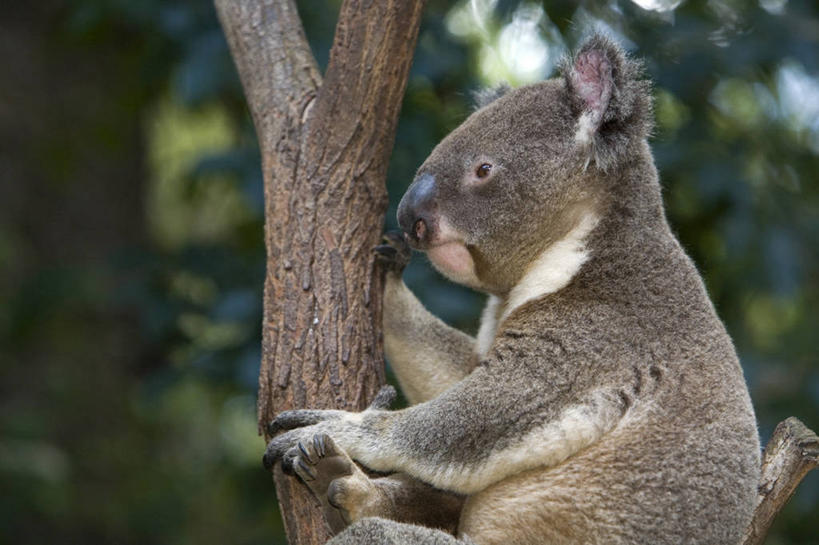 儿童,成年人,人群,横图,彩色,婚礼,快乐,建筑,街道,非洲,马里,庆祝,头巾,头饰,结婚,顾客,衣服,发饰,社区,喜庆,摄影,纪念,宾客,五颜六色,色彩斑斓,泥,五彩缤纷,五彩斑斓,西非,主顾,五光十色,男人,女人,步行,彩图,高兴,传统文化