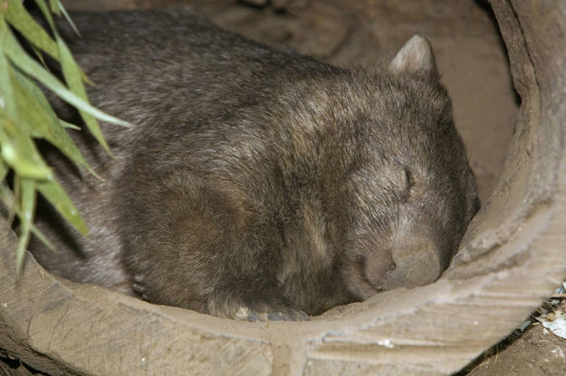 儿童,成年人,人群,横图,彩色,婚礼,快乐,建筑,街道,非洲,马里,庆祝,头巾,头饰,结婚,顾客,衣服,发饰,社区,喜庆,摄影,纪念,宾客,五颜六色,色彩斑斓,泥,五彩缤纷,五彩斑斓,西非,主顾,五光十色,男人,女人,步行,彩图,高兴,传统文化