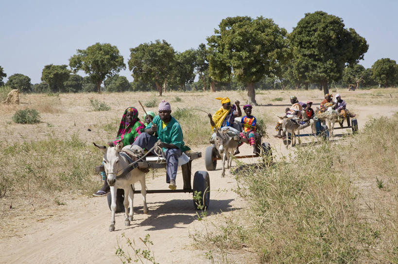 儿童,成年人,家庭,农民,横图,农业,路,非洲,马里,推车,动物,运输,摄影,骡子,阿非利加洲,驴子,马里共和国,西非,莫普提,莫普提区,男人,男性,女人,彩图,旅行