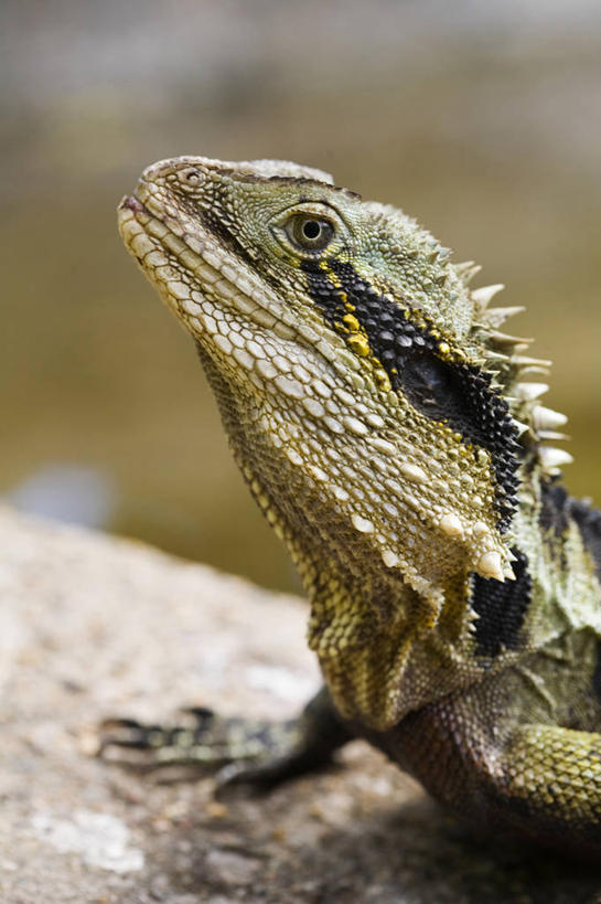 无人,竖图,特写,野生动物,蜥蜴,水螅,澳大利亚,海洋生物,无脊椎动物,自然,动物,摄影,灌木,水生动物,肖像,浮游动物,水生物,海底动物,昆士兰州,布里斯班,彩图,旅行