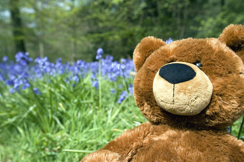 无人,横图,森林,树林,植物,风信子,玩具,英国,欧洲,泰迪熊,英格兰,刺激,花,树,蓝色,摄影,毛绒玩具,环境,多塞特郡,野风信子,彩图,西南英格兰