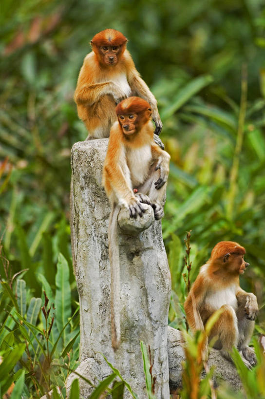 婴儿,无人,竖图,室外,野生动物,猴子,马来西亚,亚洲,自然,摄影,东南亚,热带雨林,婆罗洲,长鼻猴,加里曼丹岛,婆罗洲岛,马来西亚联邦,沙巴州,彩图,生态多样性,雨林