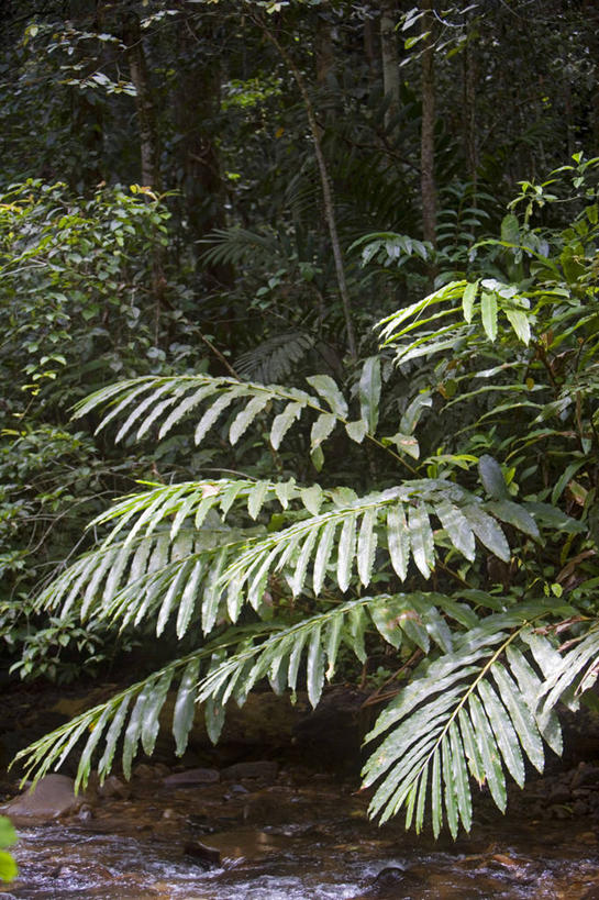 无人,横图,室外,日落,森林,植物,马来西亚,亚洲,树,粉色,自然,橙色,摄影,东南亚,热带雨林,婆罗洲,加里曼丹岛,婆罗洲岛,马来西亚联邦,沙巴州,彩图,生态多样性,雨林