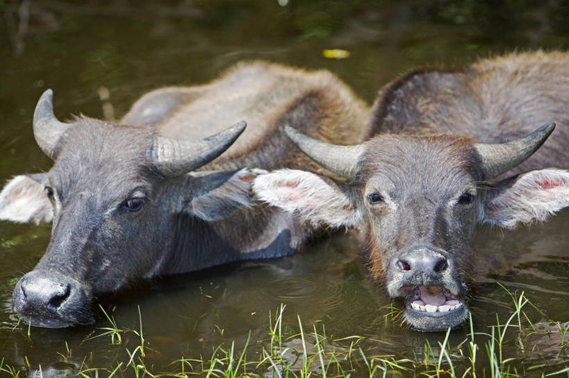 无人,横图,室外,牛,马来西亚,亚洲,池塘,自然,放松,摄影,东南亚,热带雨林,婆罗洲,加里曼丹岛,婆罗洲岛,哥打基纳巴卢,马来西亚联邦,咀嚼,水牛,彩图,雨林