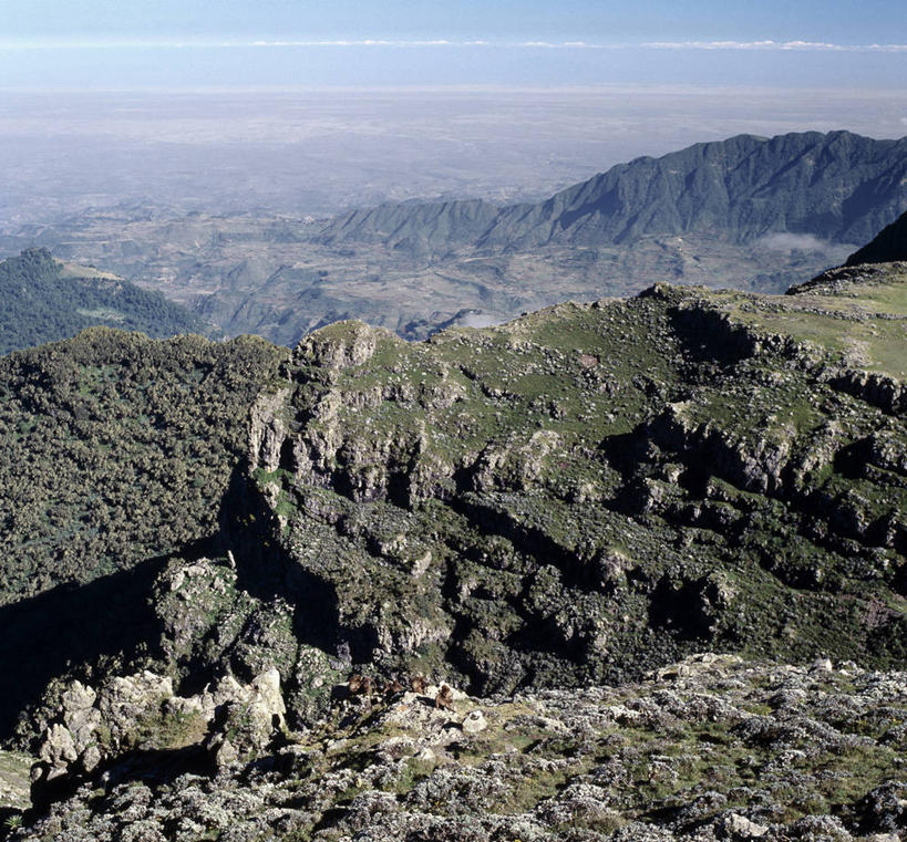无人,坐,竖图,室外,哺乳动物,野生动物,猴子,非洲,埃塞俄比亚,狒狒,巨石,自然,动物,休息,摄影,观看,考古学,灵长目,狮尾狒狒,岩石,彩图