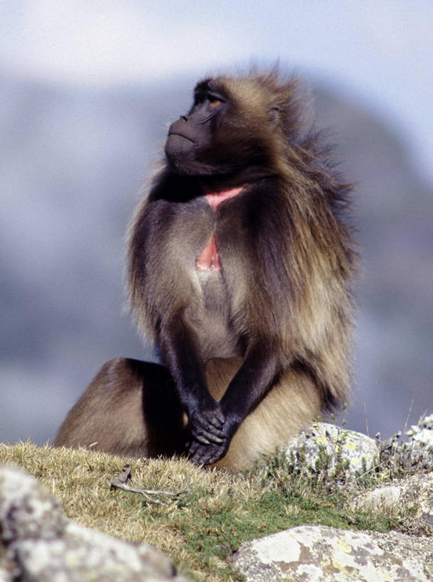 无人,坐,竖图,室外,哺乳动物,野生动物,猴子,非洲,埃塞俄比亚,狒狒,巨石,自然,动物,休息,摄影,观看,考古学,灵长目,狮尾狒狒,岩石,彩图