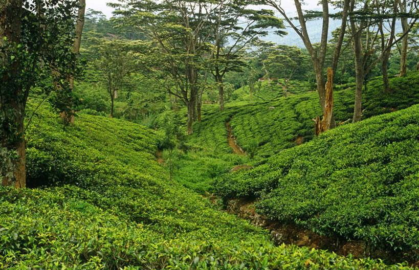 无人,横图,农业,农作物,山,叶子,斯里兰卡,亚洲,茶叶,绿色,摄影,康提,印度次大陆,彩图,旅行