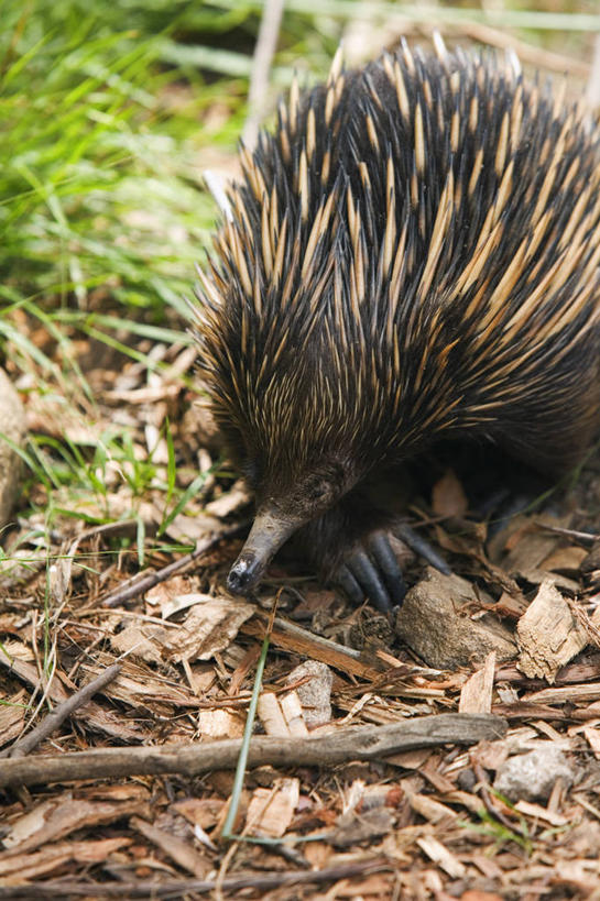无人,竖图,哺乳动物,野生动物,澳大利亚,动物,摄影,肖像,悉尼,食蚁兽,新南威尔士,针鼹,彩图,旅行
