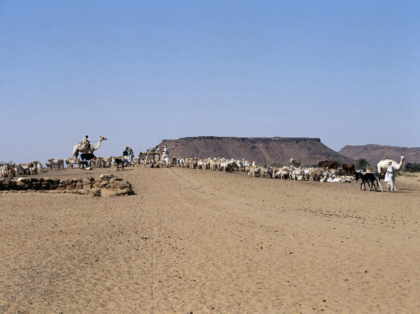 竖图,室外,沙漠,水,马,苏丹,家畜,摄影,井,牲畜,伊斯兰教,撒哈拉沙漠,山羊,绵羊,彩图