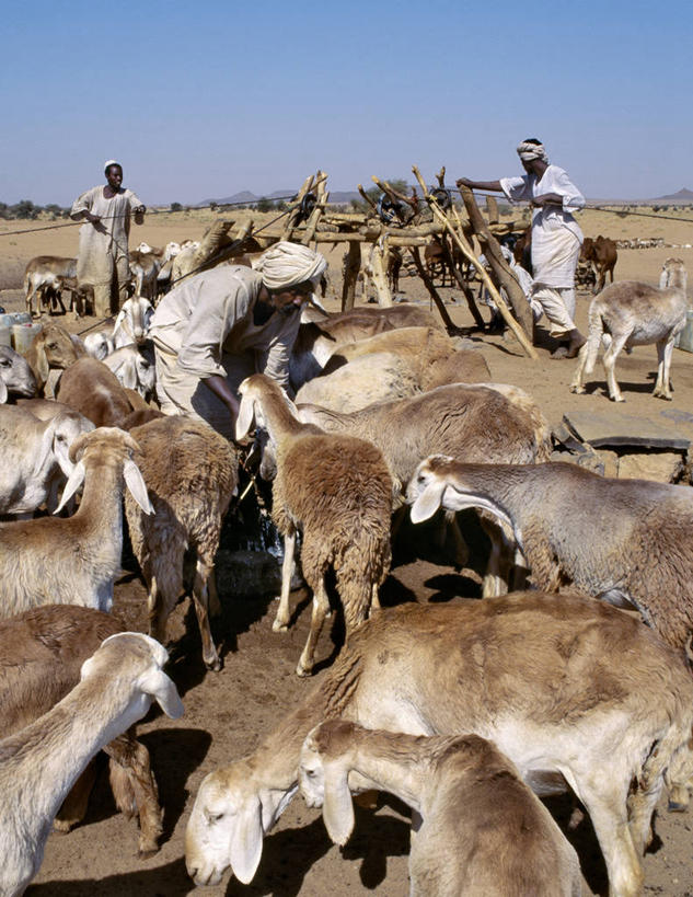 竖图,室外,沙漠,水,马,苏丹,家畜,摄影,井,牲畜,伊斯兰教,撒哈拉沙漠,山羊,绵羊,彩图